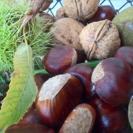 Automne Automne